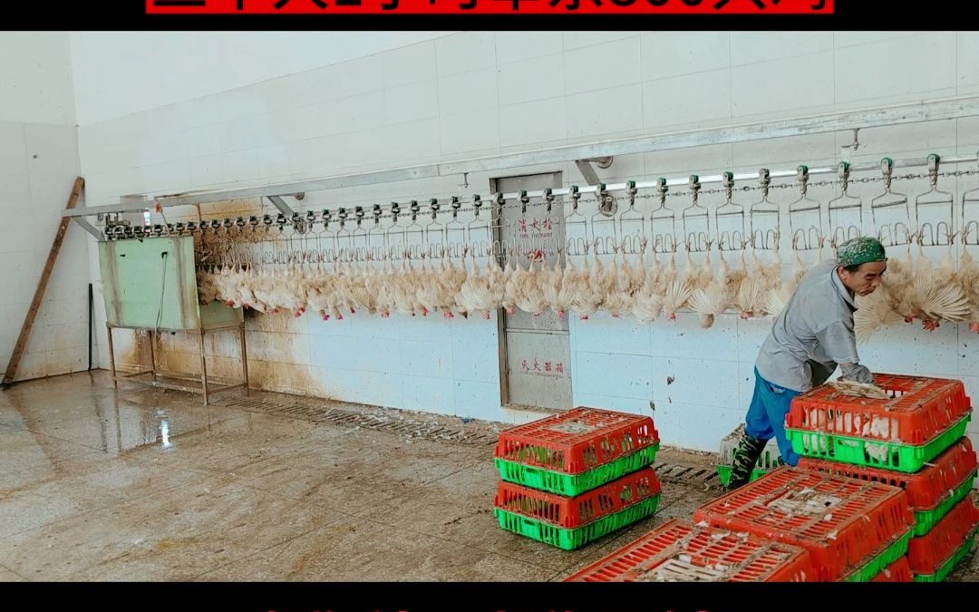 家禽自動脫蠟機(jī) 壹九八六鴨鵝用脫蠟機(jī)在家畜養(yǎng)殖與屠宰成套設(shè)備中的應(yīng)用