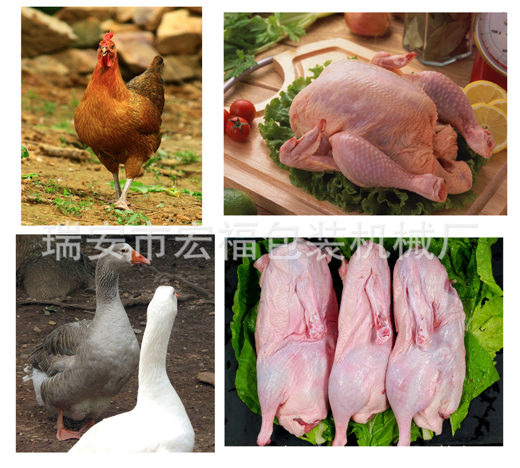 沿河生態雞屠宰生產線正式投入使用，助力家禽產業升級