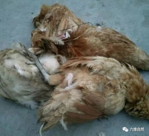 二哈偷咬家禽 縱容還是懲罰？家畜養(yǎng)殖中的管教之道