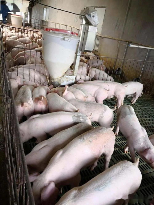 益生菌技術(shù)引領(lǐng)養(yǎng)豬新風(fēng)尚 平果黃老板的綠色高效養(yǎng)殖實(shí)踐