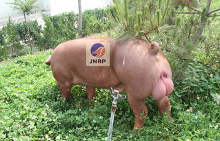 專業(yè)育種，卓越品質(zhì) 濟(jì)寧原種豬場(chǎng)優(yōu)質(zhì)杜洛克公豬供應(yīng)與招商