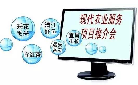 又到柑橘成熟季 湖北宜昌借力電商，破解銷售難題